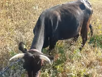 Vaca, Ganado vacuno — foto 5