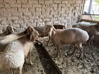 كبش, Rhon sheep — الصورة 1