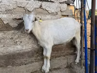 Echki, Echkilar — 6-rasm