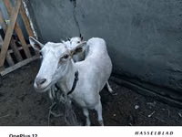 Ziege, Saanen goat — Foto 1
