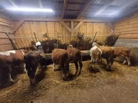 Bovinos (lote, sexo no especificado), Simmental cattle — foto 1