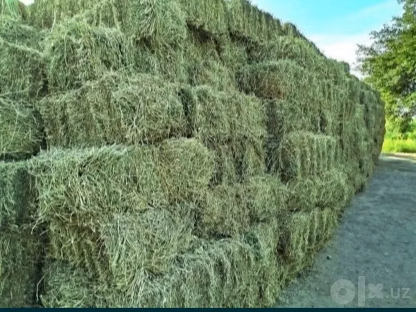 Беда пресс донага 45000