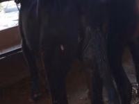 Rinder (Partie, Geschlecht nicht angegeben), Rinder — Foto 1