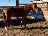 Hengst, Kazakh horse — Foto 5