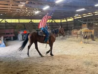Hengst, Standardbred — Foto 1