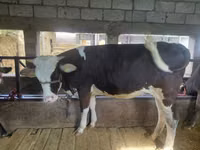 母牛, Simmental cattle — 照片 2