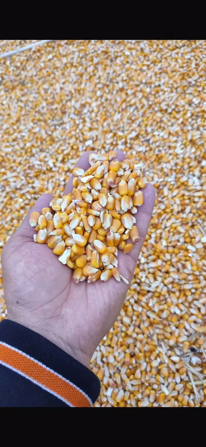 Продам кукурузу