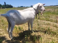Cabra, Saanen goat — foto 2