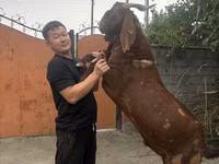 Ziegenbock, Kamori goats — Foto 2