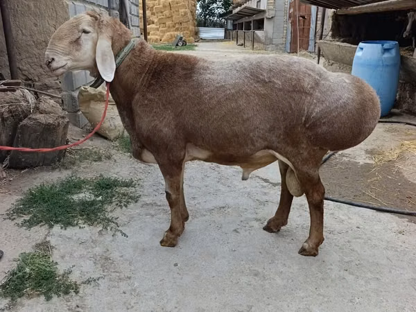 كبش, Arashan sheep