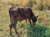 Bulle, Russian Black pied cattle — Foto 5