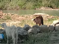 Cabro, Cabras — foto 2