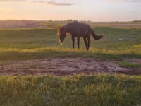 Stute, Kazakh horse — Foto 3