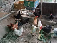Chickens — Foto 1