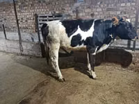 母牛, Russian Black pied cattle — 照片 2