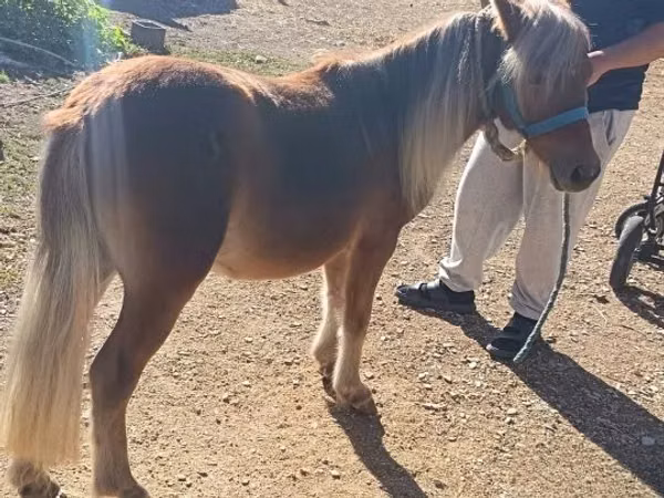 حصان, Shetland Pony