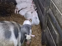 Schweine (Partie, Geschlecht nicht angegeben), Schweine — Foto 3