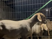 Sheep, Arashan sheep — photo 2