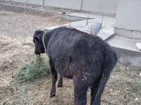 Rinder (Partie, Geschlecht nicht angegeben), Russian Black pied cattle — Foto 7