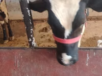 公牛, Russian Black pied cattle — 照片 1