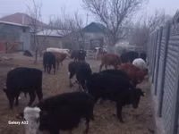 公牛, Cattle — 照片 1