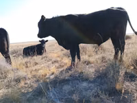Bulle, Swiss cattle — Foto 2