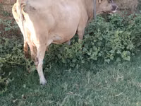 母牛, Russian Black pied cattle — 照片 2