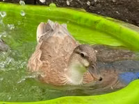 Ducks — 1-сурет