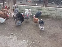 Turkeys — الصورة 4