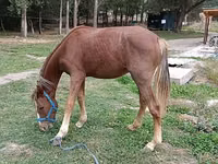 فرس, French Trotter — الصورة 1