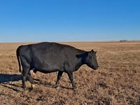Kuh, Simmental cattle — Foto 3