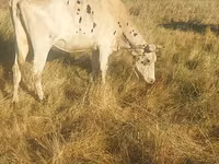 母牛, Cattle — 照片 1