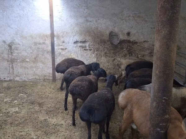 نعجة, Hissar sheep — أوزبكستان