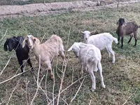 Cabra, Cabras — foto 4