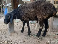 Ram, Sheep — photo 4