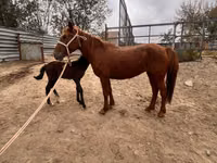 فرس, Kazakh horse — الصورة 5