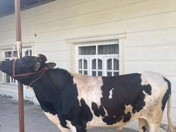 Букачар, Кара-ак түстүү сиыр