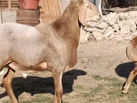 Widder, Arashan sheep — Foto 3