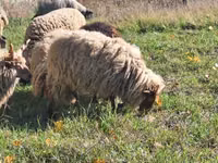 Carnero, Racka sheep — foto 2