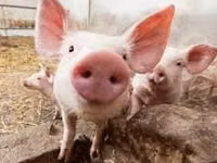 Säue, Schweine — Foto 1