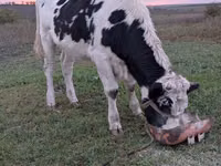 Kuh, Russian Black pied cattle — Foto 2