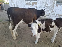Kuh, Latvian Blue cattle — Foto 2