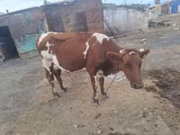 गाय, Simmental cattle — फ़ोटो 4