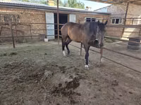 Stute, Thoroughbred horse — Foto 3