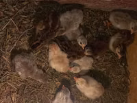 Chickens — الصورة 5