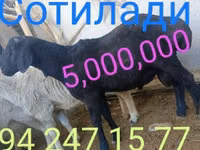 Қошқар, Қойлар — 7-сурет