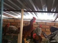 Chickens — Foto 1
