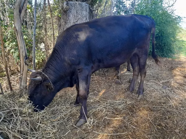 公牛, Cattle — 吉尔吉斯斯坦
