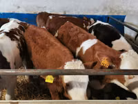 Toro, Simmental cattle — foto 2