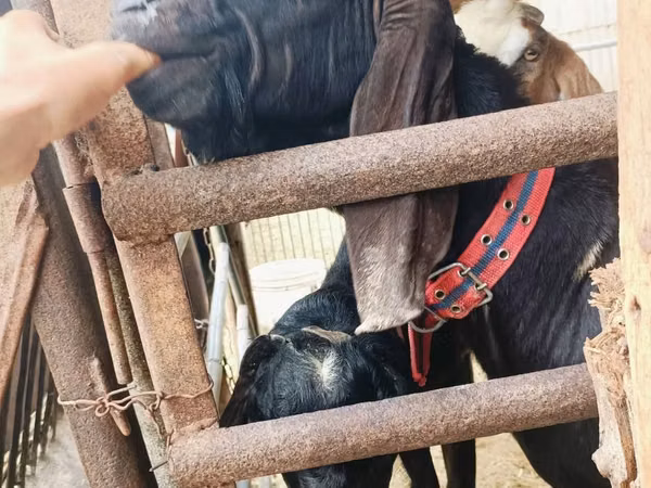 बकरा, Kamori goats